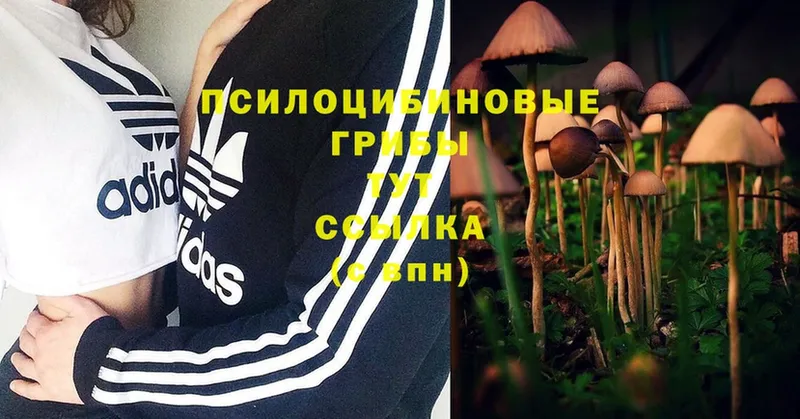 Галлюциногенные грибы Cubensis  Белая Холуница 